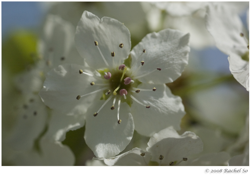 Pear Blossoms II