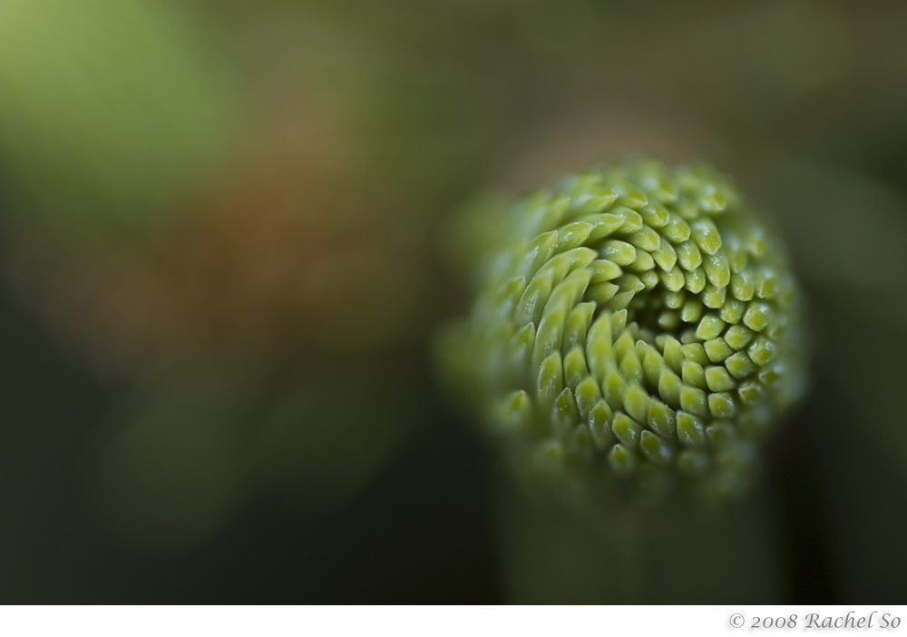 Fibonacci in Green