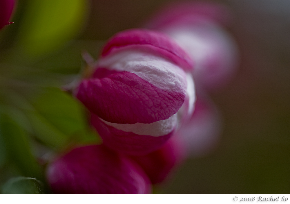 Peppermint Crabapple