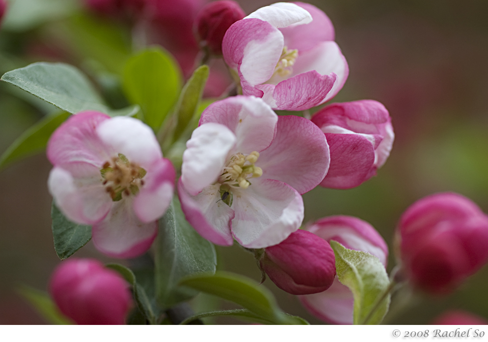 Peppermint Crabapple III