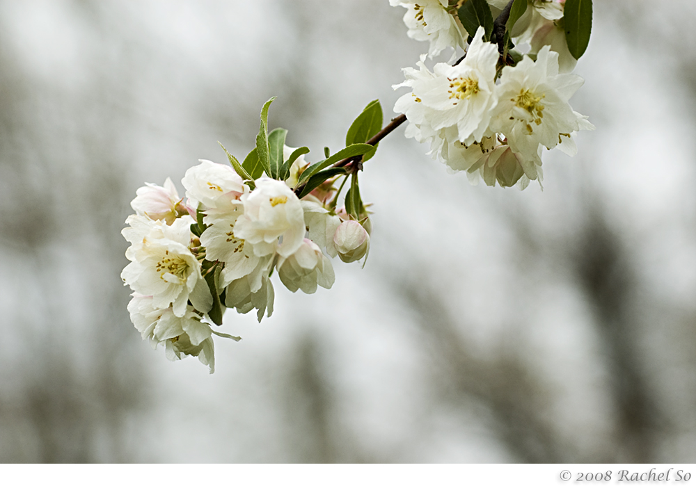 Ruffled Crabapple I