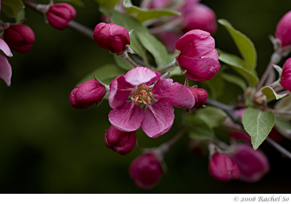 Pink Crabapple Dark