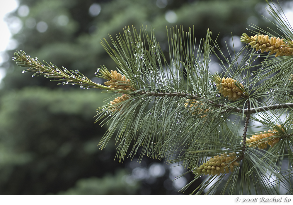 White Pine Spring Rain