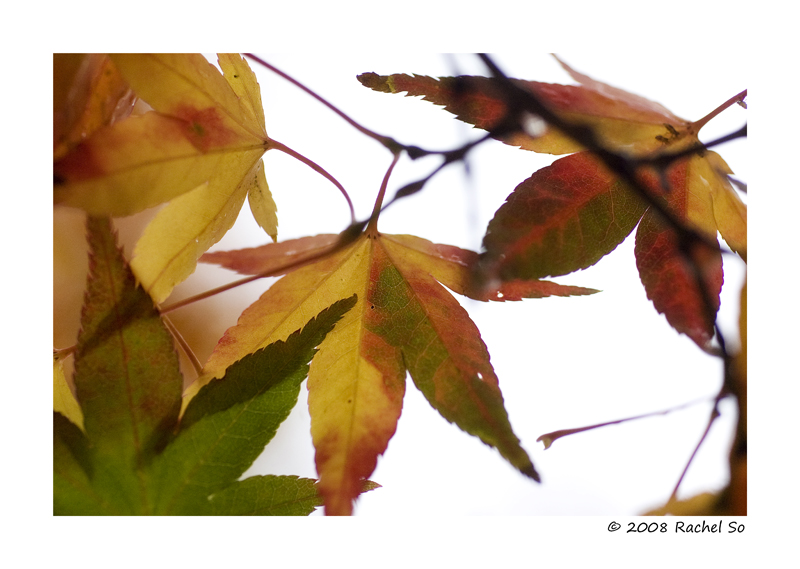 Autumn Maple Colors III