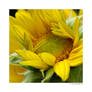 Shyflower, Sunflower