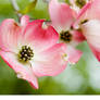 Pink Dogwood Blossoms