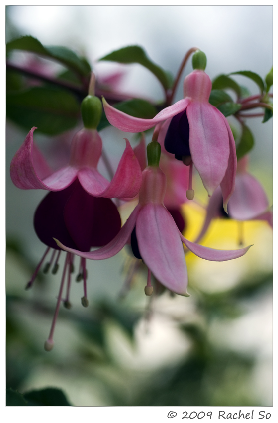 Fuchsia Ballerinas