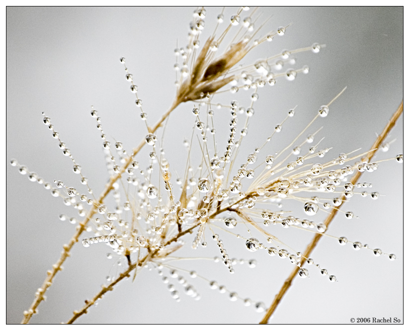 Morning Mist on Grass III