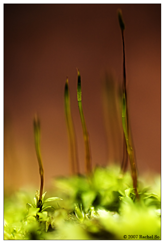 Moss Macro Experiment I