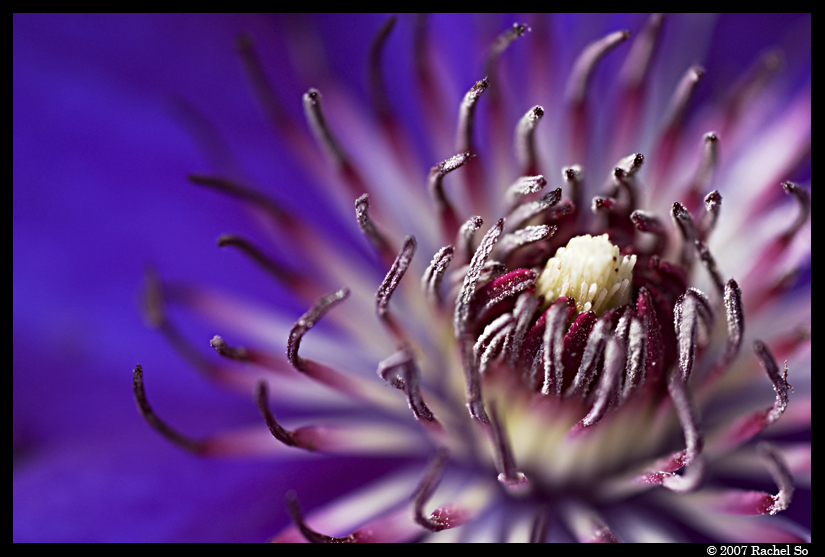 Purple Clematis IV