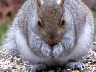 Gray Squirrel 21