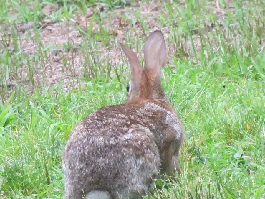 Brown Rabbit Deviantart Brown Rabbit 06 by AndromedaMaritimus on DeviantArt
