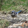 Blue Jay 79