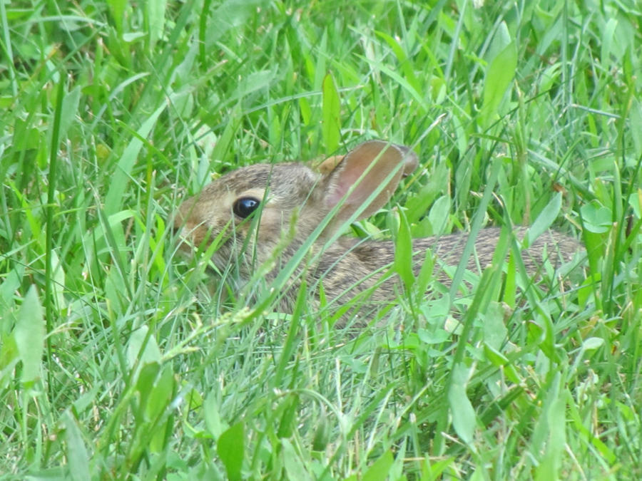 Brown Rabbit Deviantart Brown Rabbit 13 by AndromedaMaritimus on DeviantArt