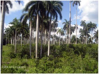 royal palm trees in colour