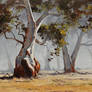 Eucalyptus Trees Australia