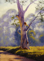 Megalong Gum