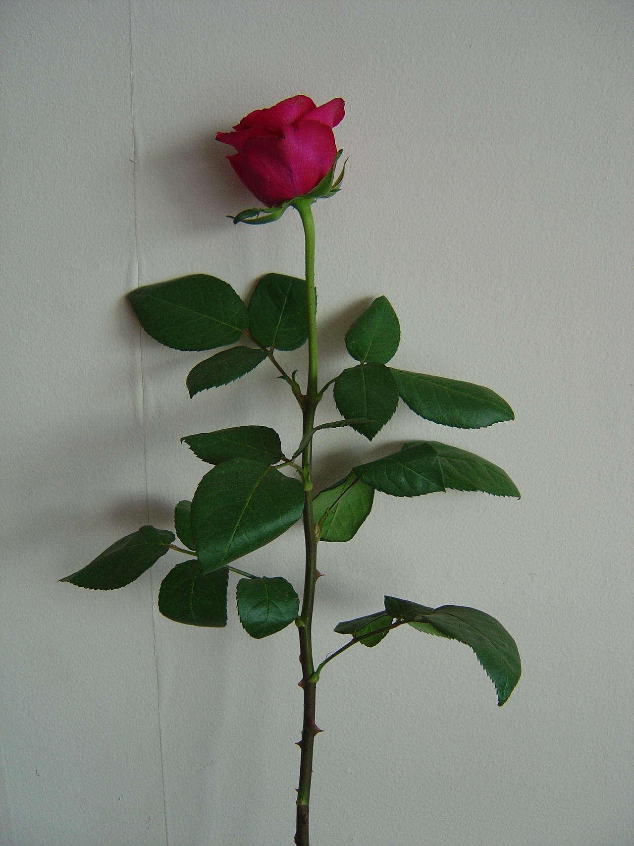 rose 03