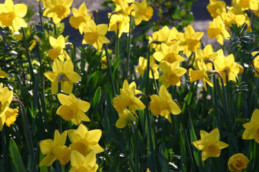 yellow flowers