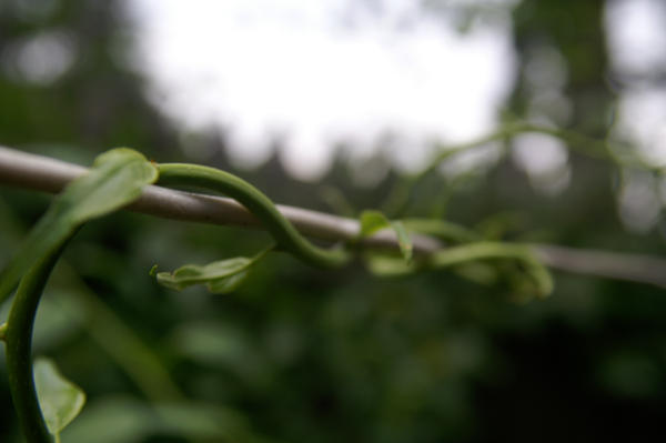 String Wrap by GuyManBoy on DeviantArt