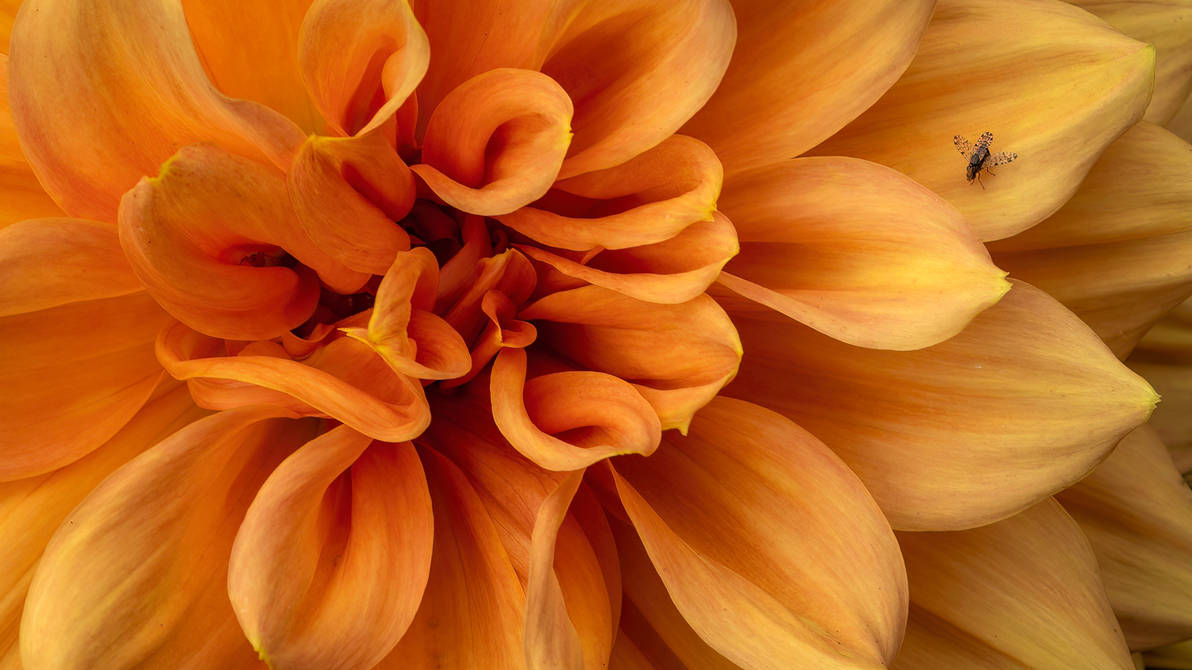 The Yellow Thing by okon11 on DeviantArt