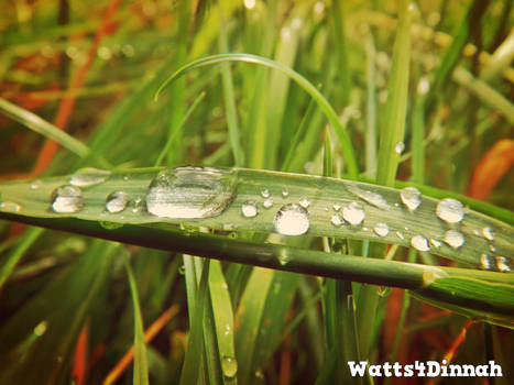 Wet Grass