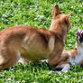 Dingo Pups Play