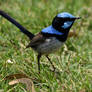 Superb Fairy-Wren