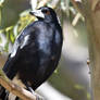 Australian Magpie