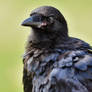 Floofy Baby Raven