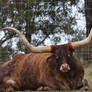 Texas Longhorn Cattle