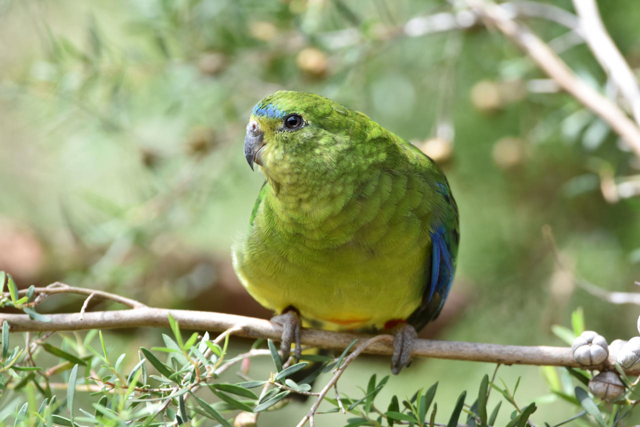 Orange Bellied Parrot (Enclosure)