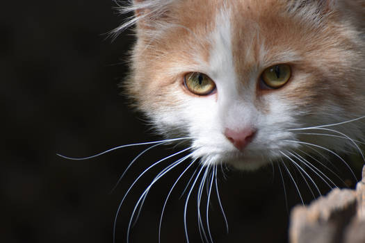 Meet the Orang Cat