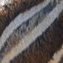 Zebra Pattern Closeup