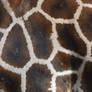 Giraffe Pattern Closeup