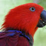 The Eye of The Eclectus Parrot