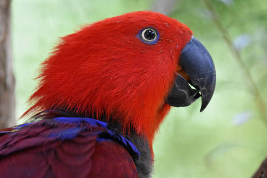 The Eye of The Eclectus Parrot