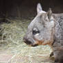 Southern Hairy Nosed Wombat