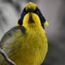 The Hopes Of The Helmeted Honeyeater