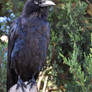 Raven At Attention