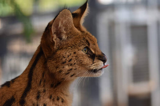 Serval Is Mleming