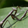 Praying Mantis