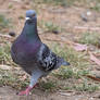 Rock Dove Strut