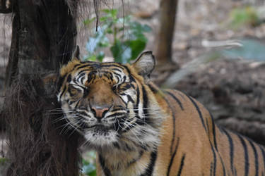 Tree Scritch For A Tigers Itch