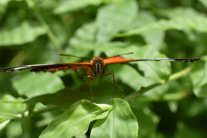 Behold! My Wingspan!