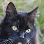 Tuxcat's Profile