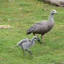 Cape Barren Goose And Co