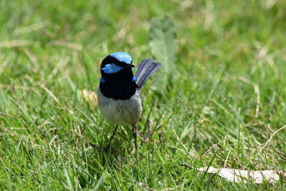 Superb Blue