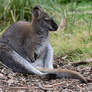 Wallaby's Resting Spot