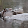 Hippo Love